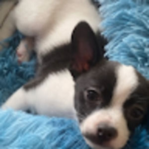 Meet your Posher, Nancy